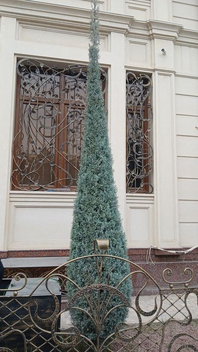 Arizoniskiy kiporis   4.   4 5.  Metr