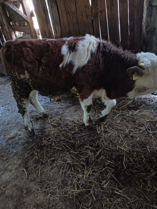 Tăuraș de vânzare