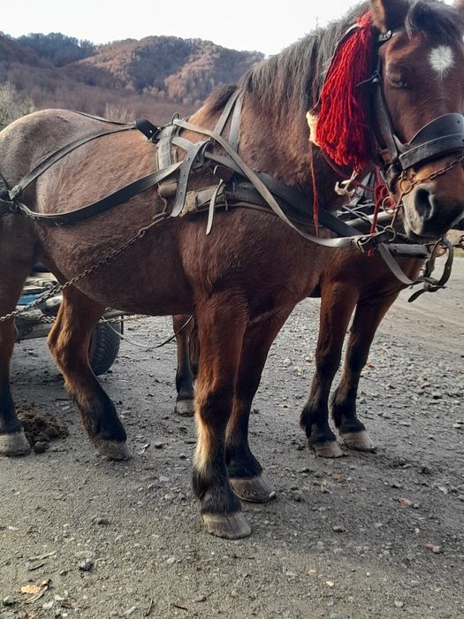 Iapă de vânzare - foarte bună