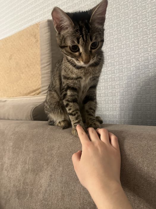 Длинна ухая кошка