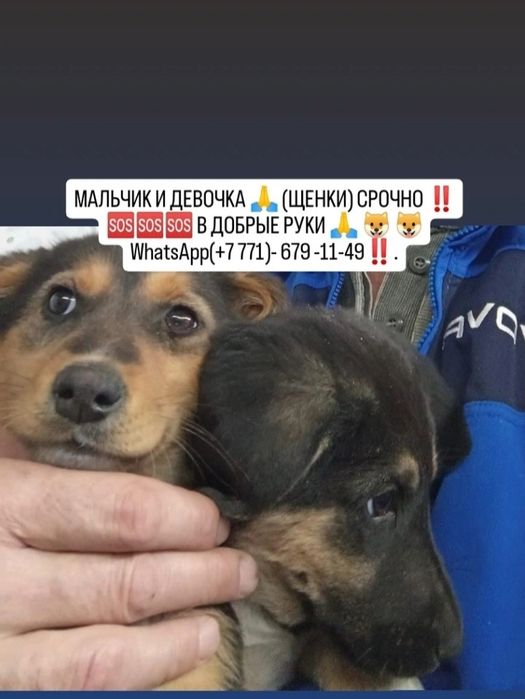 Щенки в хорошие и добрые руки