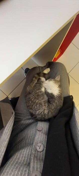 Mushukcha  qiz bola Срочно! Отдам даром