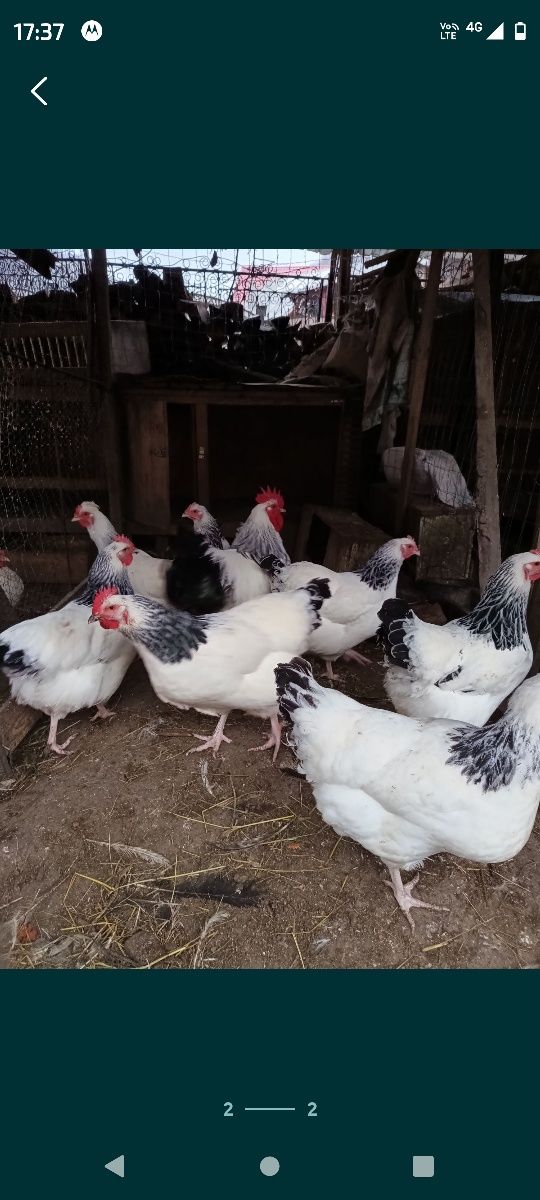 Oua de sussex,pita pinta,leghorn,bresse