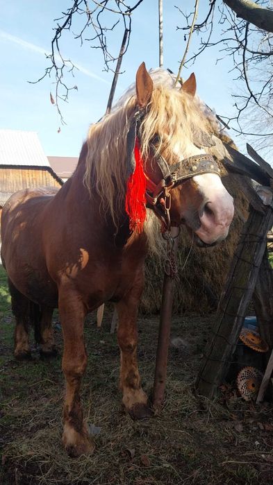 Vând armăsar, accept și probe.