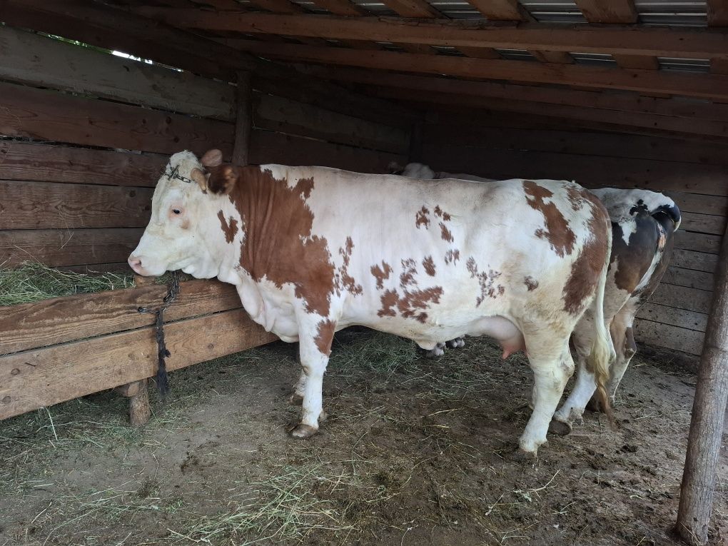 DE  vânzare  o vacă  gestantă   și o junică gestantă