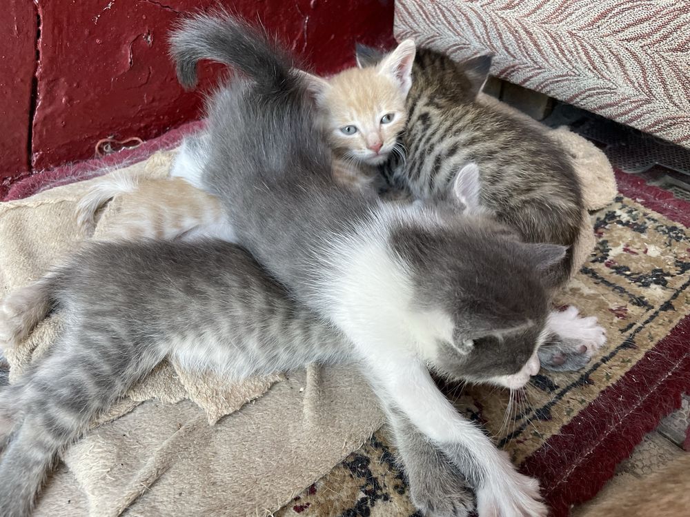 Котята в добрые руки