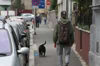 Pet sitting Cluj- Cat and Dog sitting/walking