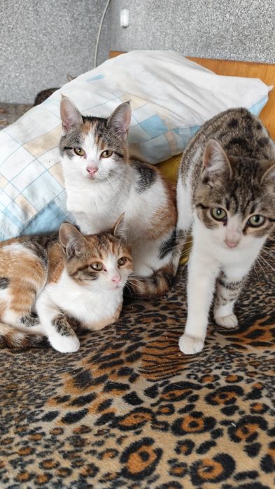 Кошечки для дома и квартиры