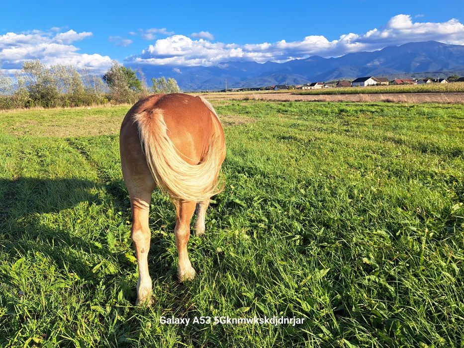 Cal                        .