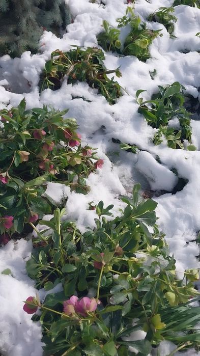 Гул ва Кочатлар сотилади