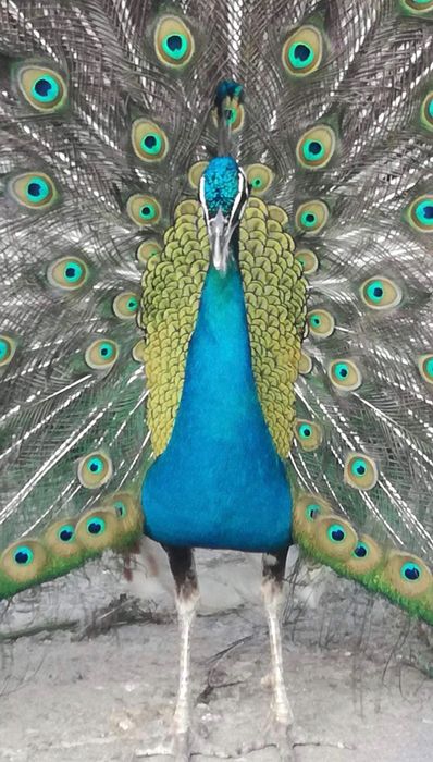 5 Пауна 2 женски и 3 мъжки