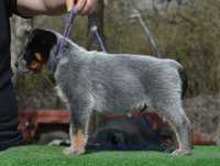 Australian Cattle dog