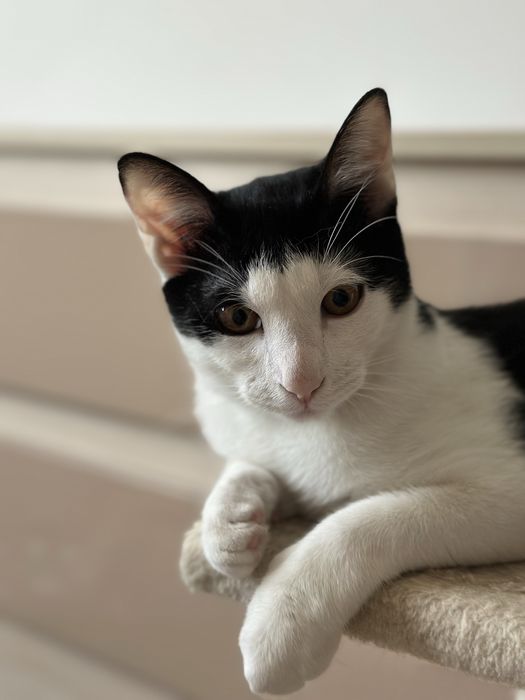 Simpaticul isi cauta o familie