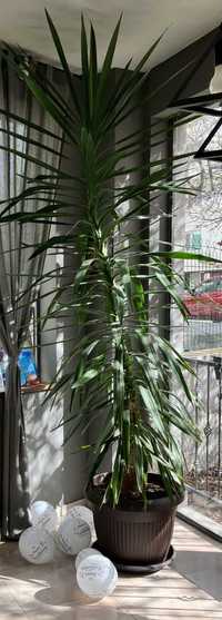 Стайно растение - Палма