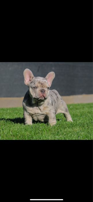 Bulldog francez merle