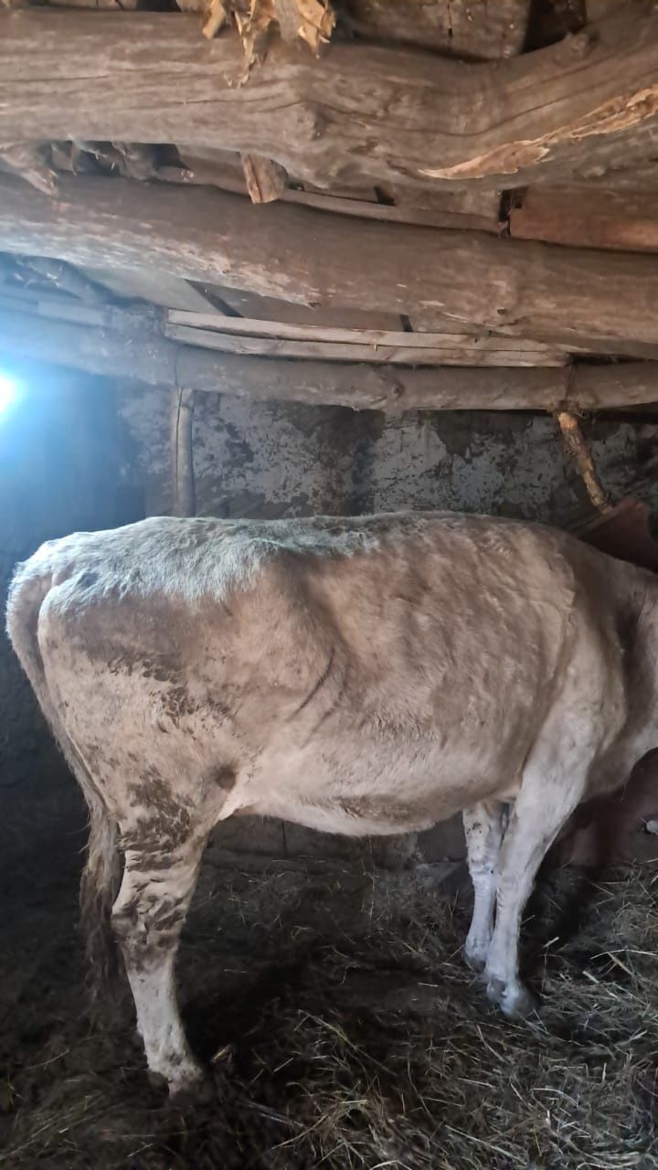 Семіз малдар сатылады