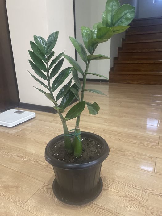 Замиокулькас - долларовое дерево