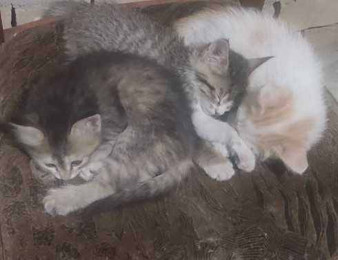 Милые котята даром в хорошие руки.
