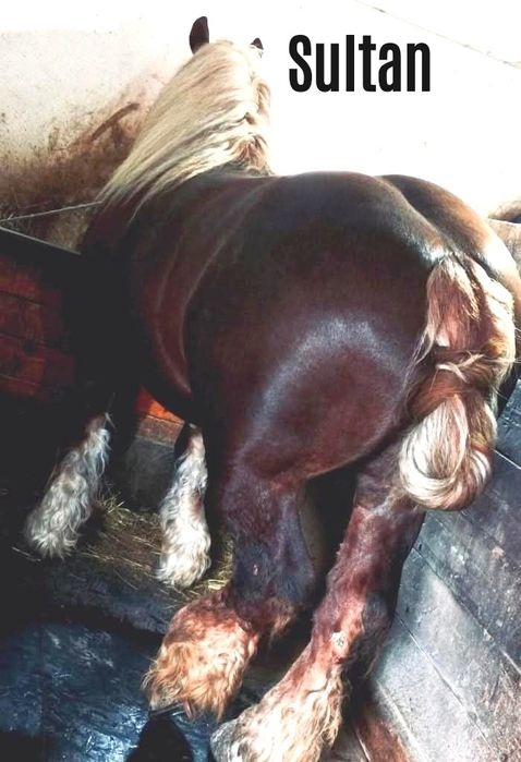 Mânz armăsar în vârstă de 6 luni