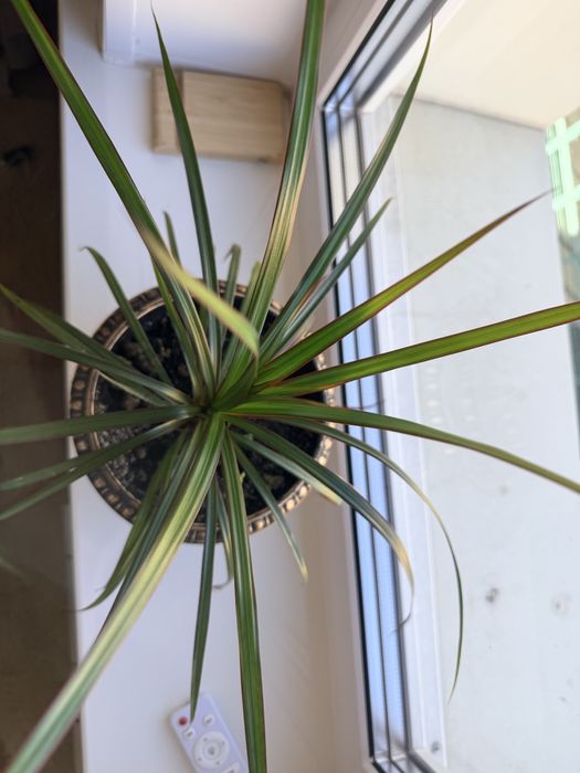 Продам цветок в горшке