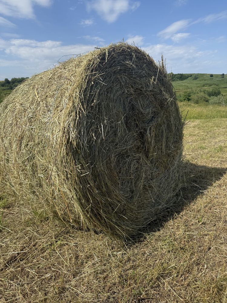 Vând baloți rotunzi de lucernă, fan și trifoi