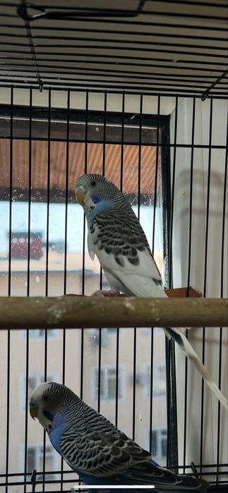 Папугай, здаровый, умный, любит людей