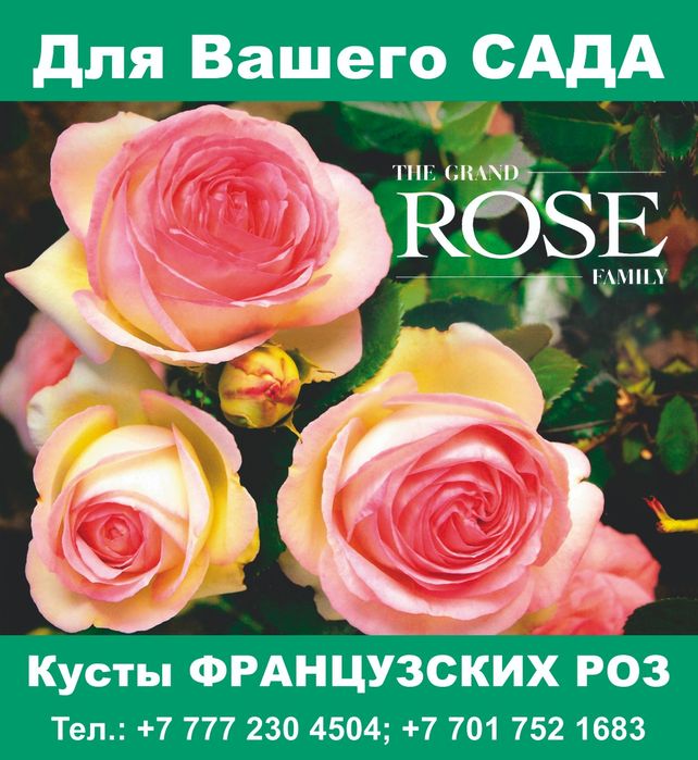 Саженцы. Розы для сада и клумбы