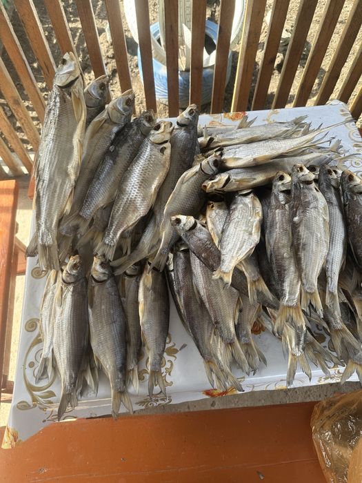 Соленая рыба жерех рыбец чехня лещ