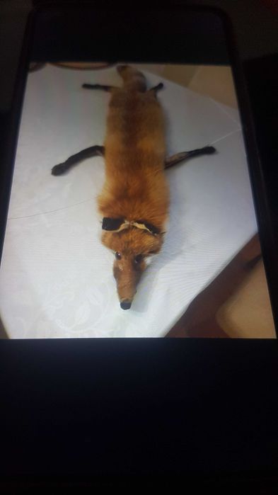 Шал от цяла лисица