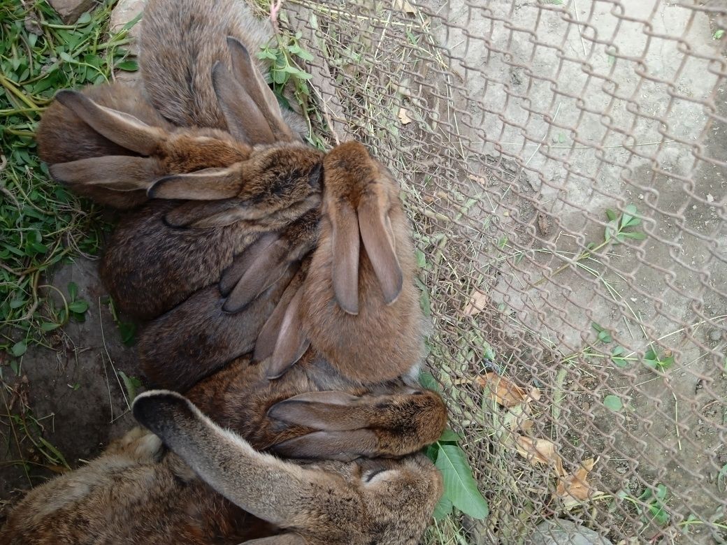 Продаются крольчата