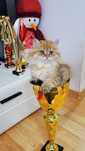 Fetita british longhair pedigree adorabila