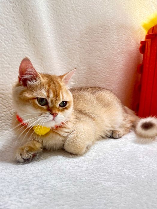Британский котенок шоколадная золотая шиншилла (by 11) с документами.