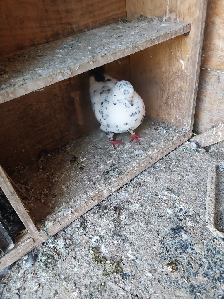 Schimb porumbei king