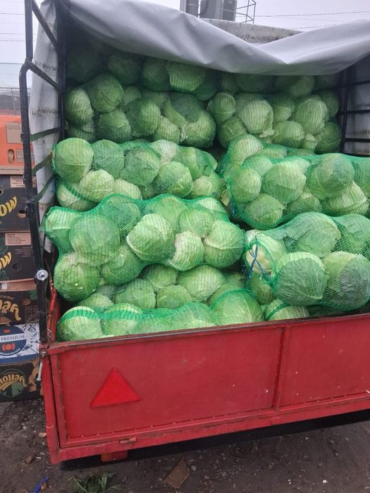 Cartofi și varză 2 lei transportul gratuit