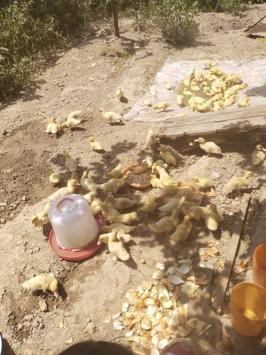 Продаю индоуток мускусной породы молодняк 5 месятцевмесятцев