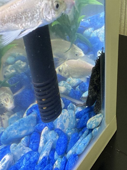akvarium va baliqlar sotiladi