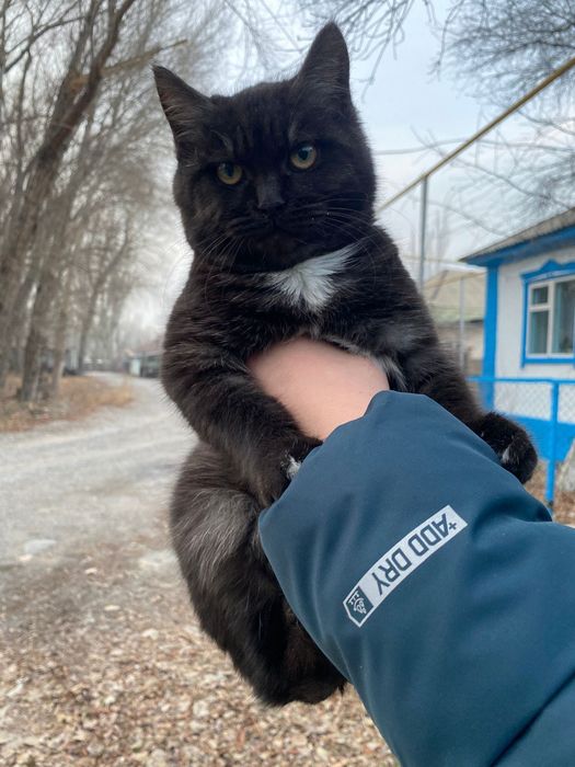 Отдам кошек в хорошие руки