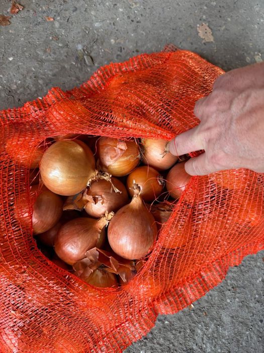 Ceapa , Cartof alb -rosu , morcovi , varza