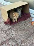Котята, г. Алматы, около 2 мес.