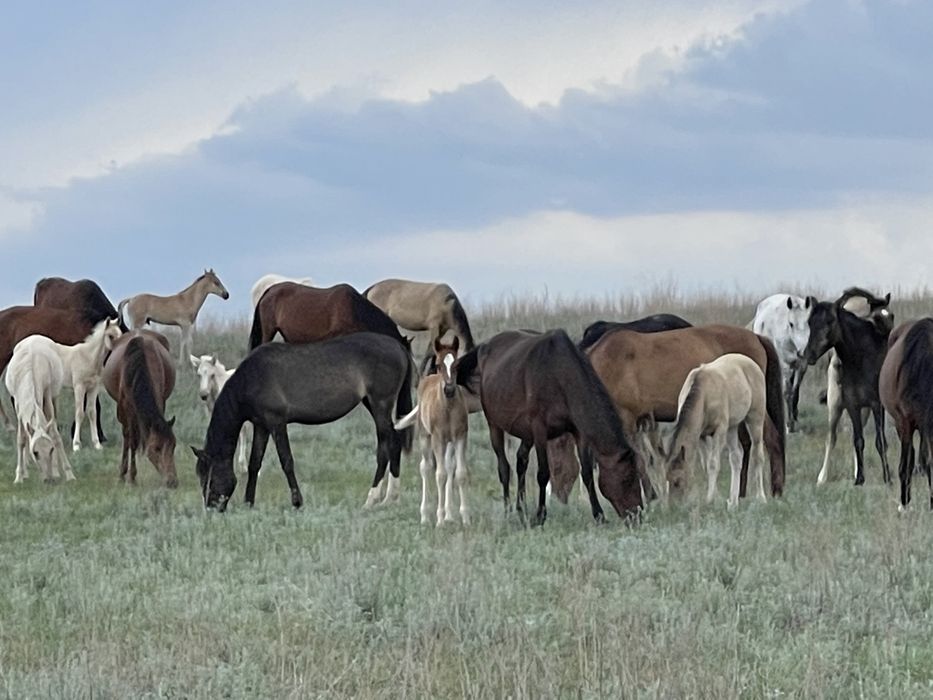 Кулунды Бие , Продам лошадей на Разведение, оптом, Сохым с откорма