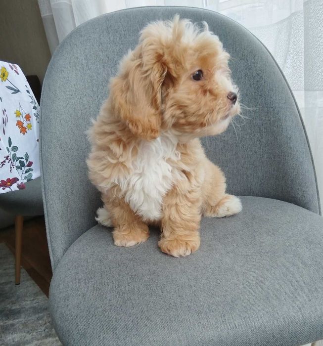 Shih poo puppies