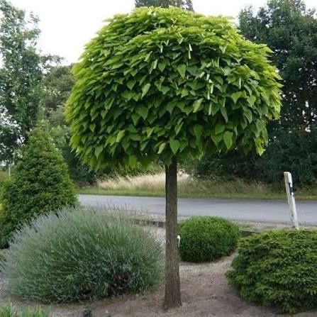 Catalpa (Nana ) .