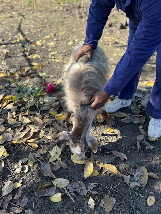 De vanzare iada sau schimb