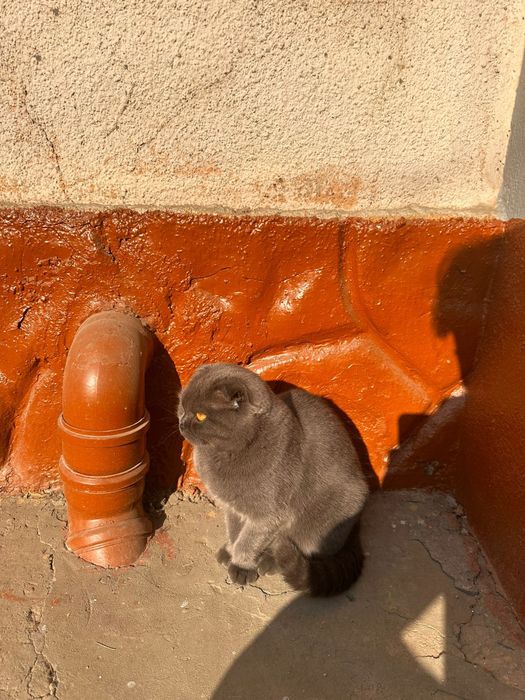 Продаётся шотландский котёнок