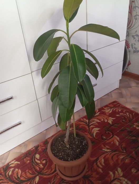 Продам фикус с крупными листьями