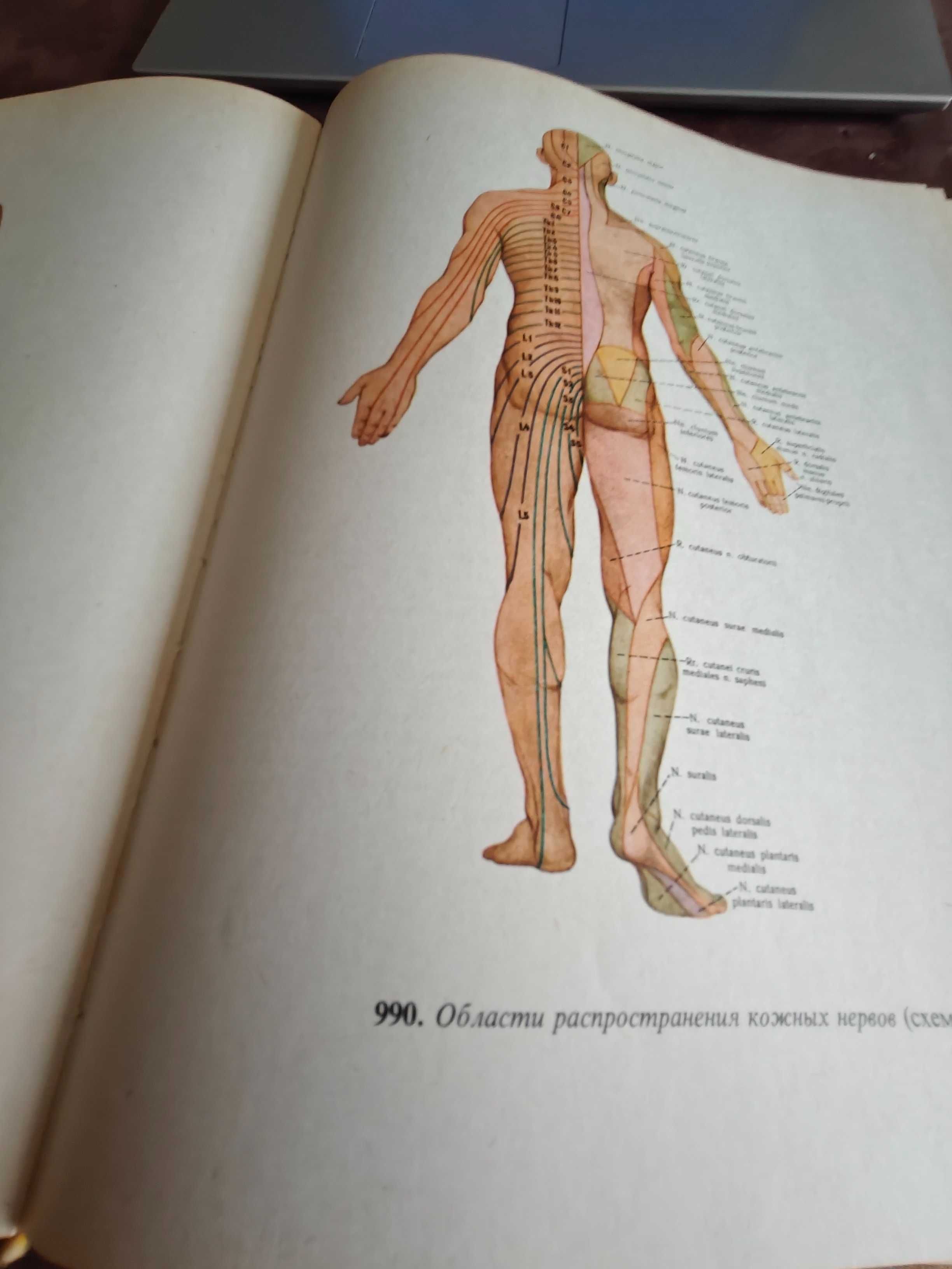 Атласи по анатомия на човека Синелников