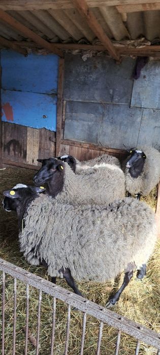 Berbecuț rasa romanov