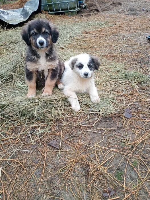 Donez cățelușă ciobanesc