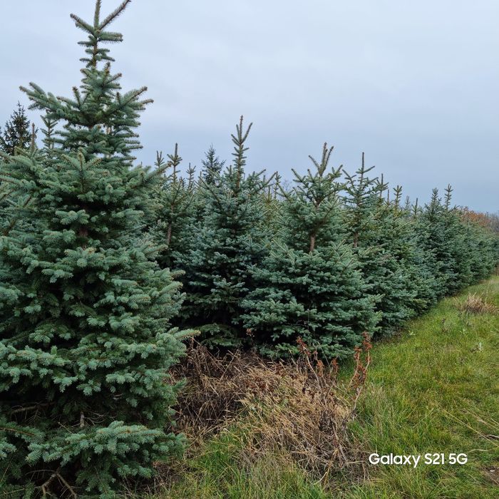 Brazi arginti sau verzi normandiana