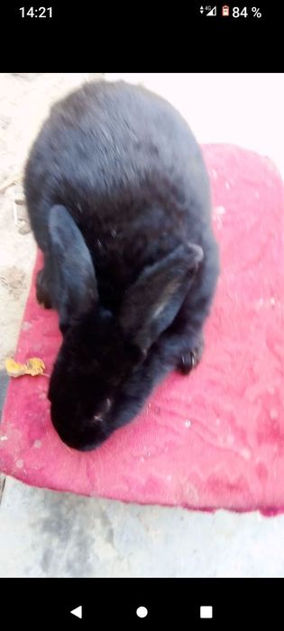 Quyon arzon sogʻlom